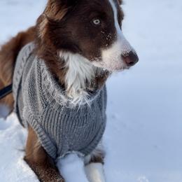 Border Collie Puppies from Ferguson Border Collies