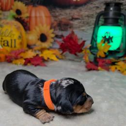 Ghost  1550 - Dapple female Dachshund puppy in Rio Grande City, Texas from Hounds All Night
