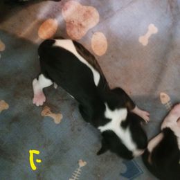 Girl 2 - Tri-color female Cavalier King Charles Spaniel puppy in Albany, Oregon from Hit Parade Cavaliers