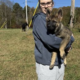 Orian - Sable male German Shepherd puppy in Warren County, Tennessee from K.A.K’s German Shepherds of Cove Creek