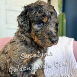 Sweetums - Merle female Goldendoodle puppy in Grove, Oklahoma from Guinn Family Farms