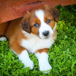 Bon - Sable and white female English Shepherd puppy in Ozark, Missouri from Town & Country English Shepherds