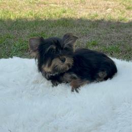 Tommy - Black and tan male Yorkshire Terrier puppy in Naples, Florida from 🤎 Dreaming Puppies 🐶
