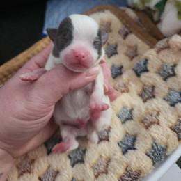 Blue sow - Blue and white male Chihuahua puppy in Ashtabula, Ohio from Paw's & Awe's Chihuahuas