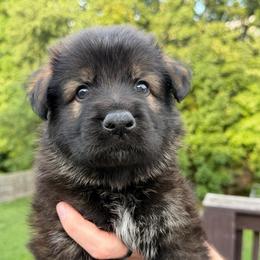 Orange Collar - Black male German Shepherd puppy in Tennessee from Chattanooga Tn German Shepherds