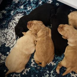 Labrador Retriever puppies from Pleasant Valley Creekside Ranch, LLC