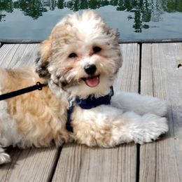 Havanese Puppies from Endearing Havanese
