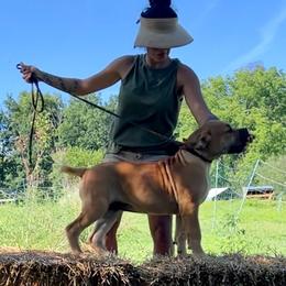 AKENO - Red female Boerboel puppy in Pennsylvania from Cold River Boerboels