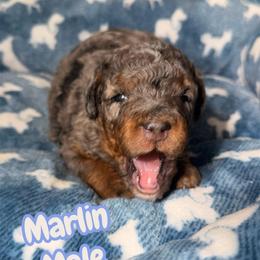 Marlin - Merle male Bernedoodle puppy in Beecher, Illinois from Erica’s Doodles