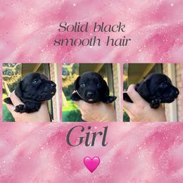 Blanca - Black female Dachshund puppy in Pierson, Florida from Paige’s Mini Dachshunds