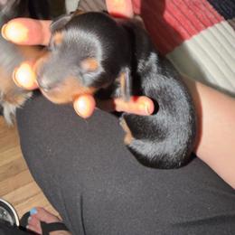 Eclair - Black and tan female Dachshund puppy in Erie, Michigan from Champagne’s Grinch Toe’d Dachshunds