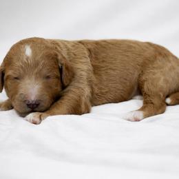 Bree - Apricot female Goldendoodle puppy in Willacoochee, Georgia from Kitandkboodle's Doodles