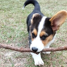 Cardigan Welsh Corgis from Grand Oaks Cardigan Welsh Corgis