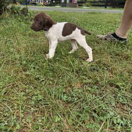 German Shorthaired Pointer Puppies from Rustic Creek Farms