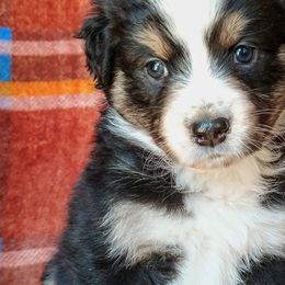 Girl 4 - Australian Shepherd puppy in Belews Creek, North Carolina from Tilley's Aussies