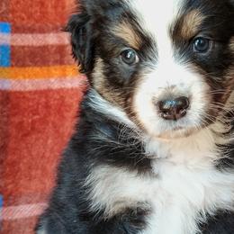 Girl 4 - Australian Shepherd puppy in Belews Creek, North Carolina from Tilley's Aussies