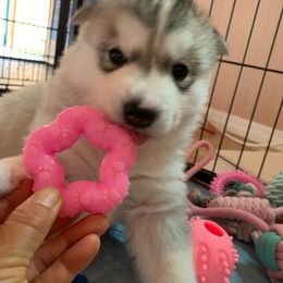 Siberian Husky Puppies from Canace Siberians