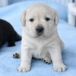 MALE 2 - PINK - Yellow male Labrador Retriever puppy in Charlotte, North Carolina from Patton Premier Labs
