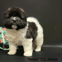 Raven - Black, fawn undercoat female Akita puppy in Chillicothe, Missouri from TLC Akitas