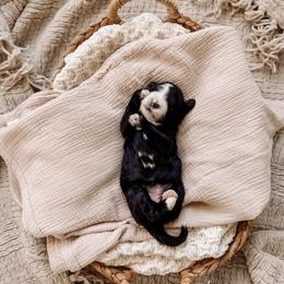Lettie - Merle female Bernedoodle puppy in Cold Spring, Minnesota from A.N.A. Doodles