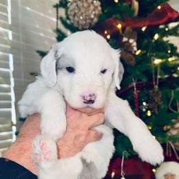 Peach collar girl - Merle female Sheepadoodle puppy in Mesa, Arizona from Desert Sheepies and Doodles
