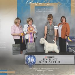 Ranger - West Highland White Terrier