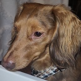 Elliot - Dachshund