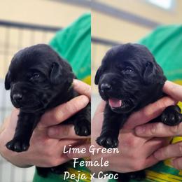 Lime Green Collar - Black female Labrador Retriever puppy in Boyd, Minnesota from Lindley Labradors