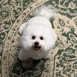 Jessie - Bichon Frise