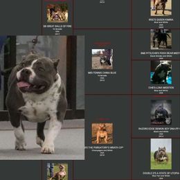 Dyna - American Bully