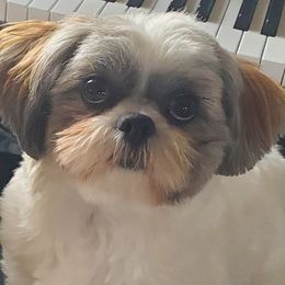 Zoey - Shih Tzu
