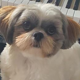Zoey - Shih Tzu