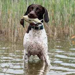 "Cedar- A litter: Shed & Bird hunting " German Shorthaired Pointer All Grown Up from Kuhl Palmer Kennels
