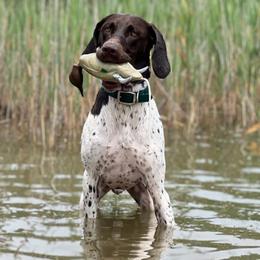 "Cedar- A litter: Shed & Bird hunting " German Shorthaired Pointer All Grown Up from Kuhl Palmer Kennels