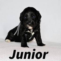 'JUNIOR' MINT - Black and chalk male Australian Labradoodle puppy in Austin, Texas from AussieTex Labradoodles