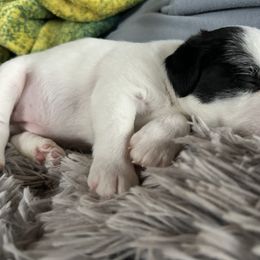 Jack Russell Terrier Puppies from Bagg End Jack Russell Terriers