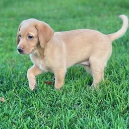 Little Red - Yellow female Labrador Retriever puppy in Dennis, Mississippi from Outlaw Ridge Kennels