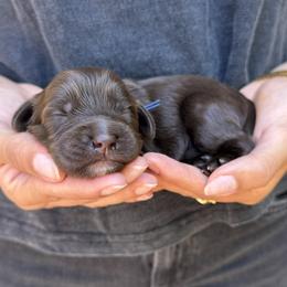 Havarti - Chocolate male Australian Labradoodle puppy in Morgan Hill, California from Loving Labradoodles