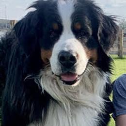 Ocean - Bernese Mountain Dog