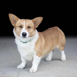 Stetson - Red male Pembroke Welsh Corgi puppy in Fayetteville, Tennessee from Sulphur Springs Corgis