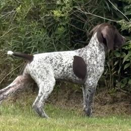 Boy 1 - Liver roan male German Shorthaired Pointer puppy in Equinunk, Pennsylvania from AHHA Kennels