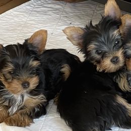 Yorkshire Terriers from Palmridge Show Dogs