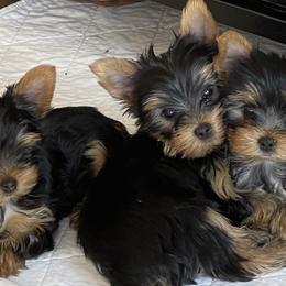 Yorkshire Terriers from Palmridge Show Dogs