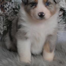 Zaylie - Blue merle female Australian Shepherd puppy in Fultonville, New York from Sandy Aussies & Pomeranians