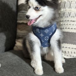 Male - Black and white male Pomsky puppy in Casa Grande, Arizona from Arizonas Pomsky Squad