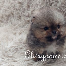 Pomeranian Puppies from Glitzypoms