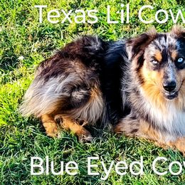 Cowboy - Miniature Australian Shepherd