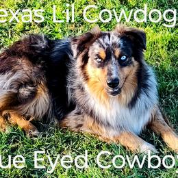 Cowboy - Miniature Australian Shepherd