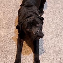 Zander - Cane Corso