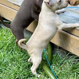 Prague Ratter Puppies from North Star Gem’s Prague Ratters